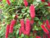 Amaranthus or Tassel Flower